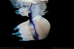 Jelly reflection by Pietro Cremone 